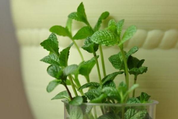 孕妇能不能吃薄荷叶 薄荷叶的副作用是什么