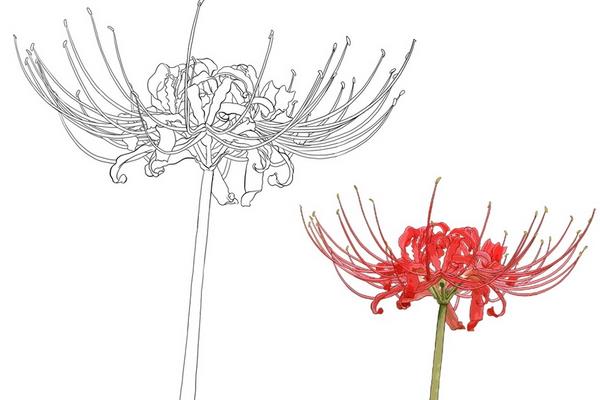 彼岸花的折法(图解步骤) 彼岸花怎么画