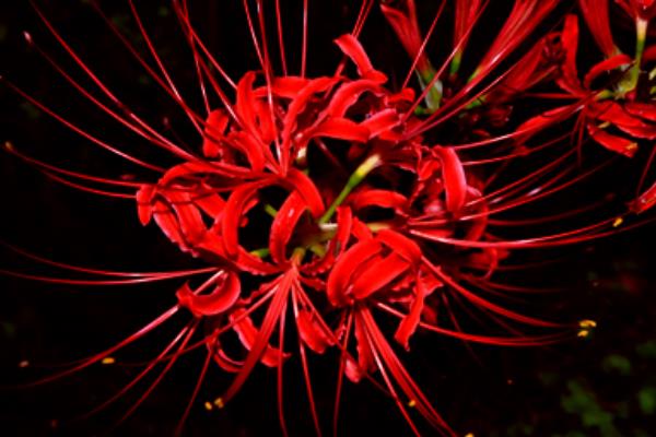 彼岸花的折法(图解步骤) 彼岸花怎么画