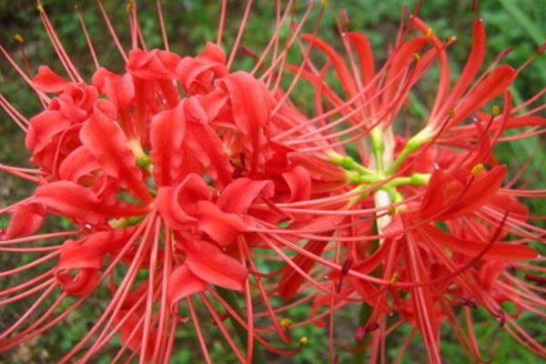 彼岸花的折法(图解步骤) 彼岸花怎么画