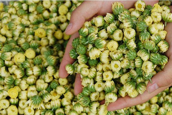 胎菊和雪菊的区别是什么 胎菊怎么泡水喝