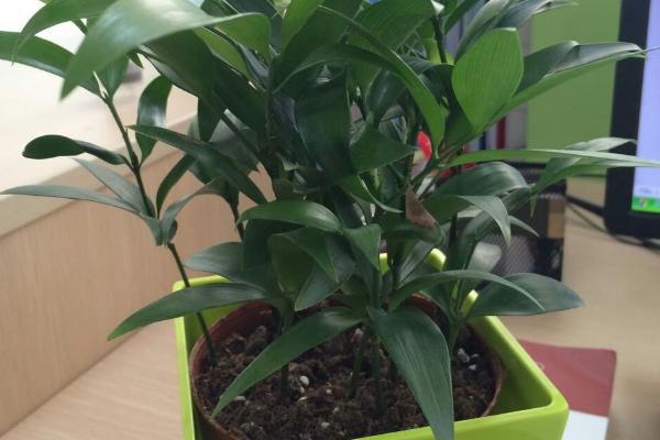 竹柏怎么养 竹柏养殖方法与注意事项