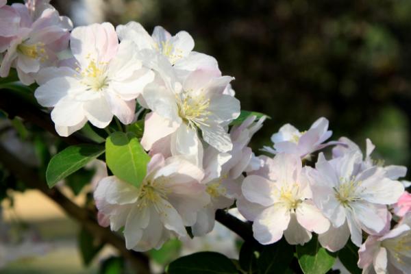 西府海棠怎么养 西府海棠养殖方法与注意事项