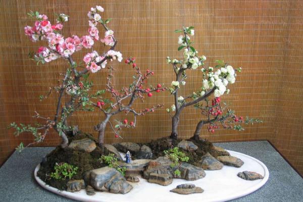 西府海棠怎么养 西府海棠养殖方法与注意事项