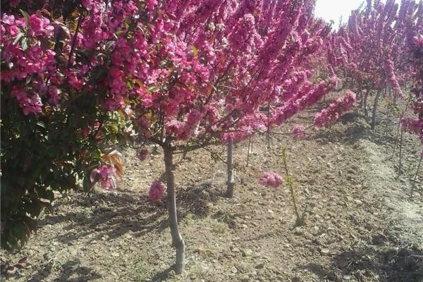 西府海棠怎么养 西府海棠养殖方法与注意事项