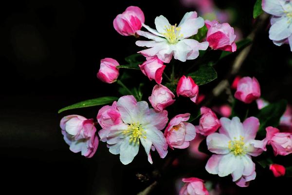 西府海棠怎么养 西府海棠养殖方法与注意事项