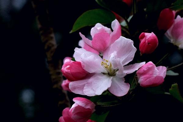 西府海棠怎么养 西府海棠养殖方法与注意事项