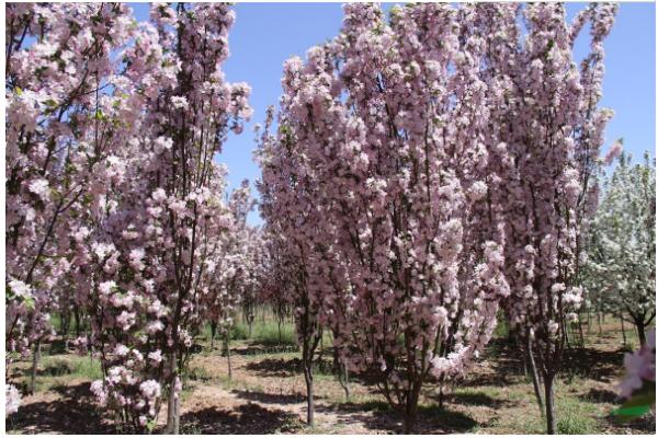 西府海棠怎么养 西府海棠养殖方法与注意事项