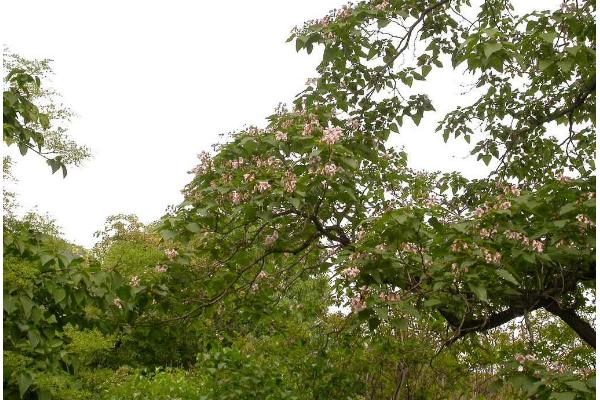 楸树苗市场价格多少钱一棵(3公分、4公分、5公分等) 楸树的种植方法