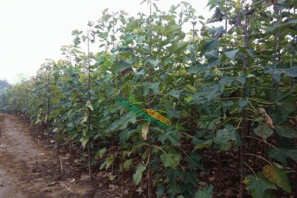 楸树苗市场价格多少钱一棵(3公分、4公分、5公分等) 楸树的种植方法