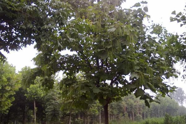 楸树苗市场价格多少钱一棵(3公分、4公分、5公分等) 楸树的种植方法