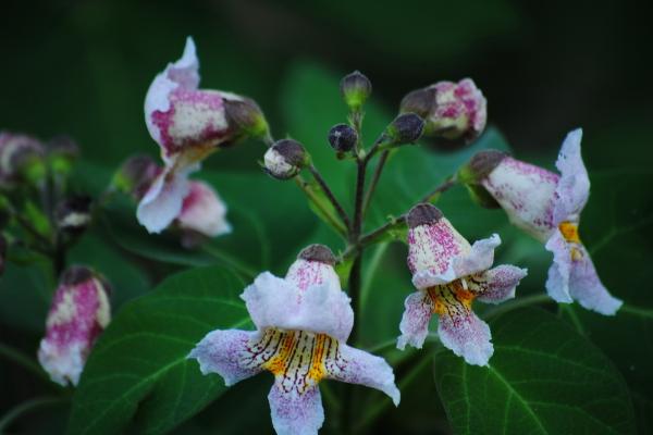 楸树苗市场价格多少钱一棵(3公分、4公分、5公分等) 楸树的种植方法