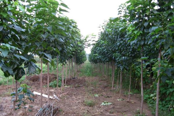 楸树苗市场价格多少钱一棵(3公分、4公分、5公分等) 楸树的种植方法