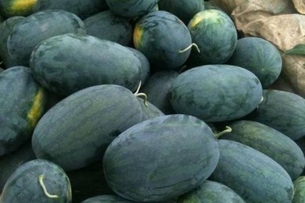 黑美人西瓜怎么挑选 黑美人西瓜怎么看好不好(红不红)