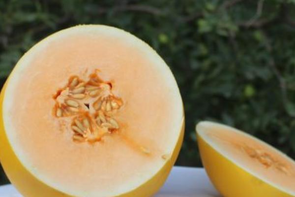 黄河蜜功效与作用 黄河蜜营养价值