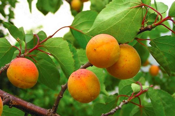 杏子什么时候成熟(几月) 杏子是什么季节的水果