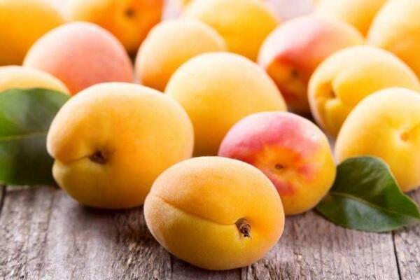 杏子什么时候成熟(几月) 杏子是什么季节的水果