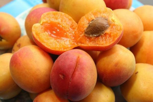 杏子什么时候成熟(几月) 杏子是什么季节的水果