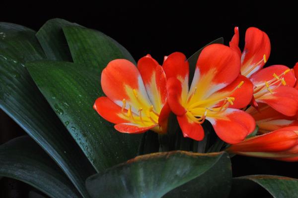 君子兰和朱顶红的区别是什么 君子兰的挑选方法