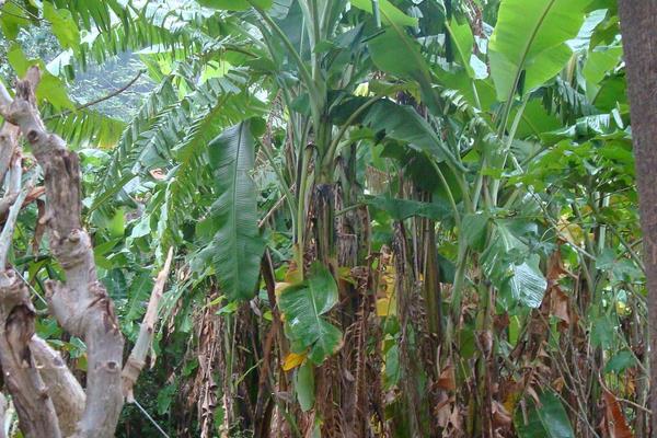 香蕉怎么种 香蕉种植方法与注意事项