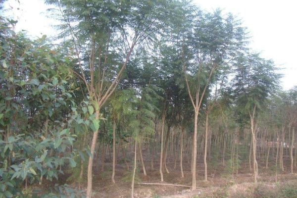 蓝花楹树市场价格多少钱一棵(10公分、20公分) 蓝花楹树的价值