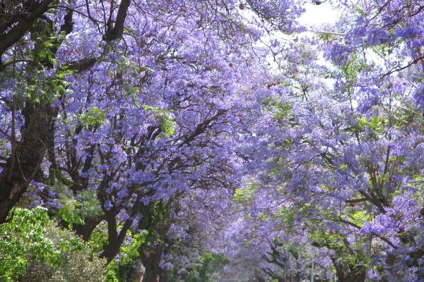 蓝花楹树市场价格多少钱一棵(10公分、20公分) 蓝花楹树的价值
