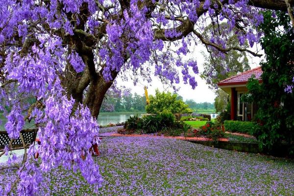 蓝花楹树市场价格多少钱一棵(10公分、20公分) 蓝花楹树的价值