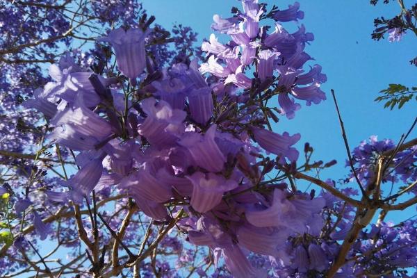 蓝花楹树市场价格多少钱一棵(10公分、20公分) 蓝花楹树的价值