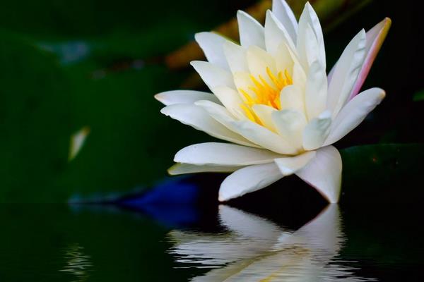 睡莲为什么叫睡莲 睡莲晚上为什么会合拢