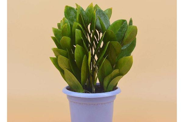 金钱树图片大全 金钱树花语及寓意