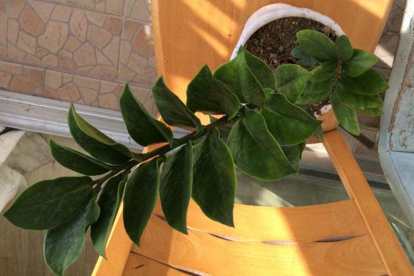 金钱树图片大全 金钱树花语及寓意