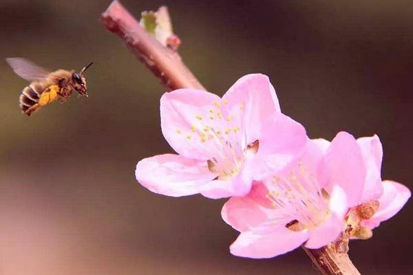 桃花什么时候开 桃花花期是几月(什么季节)