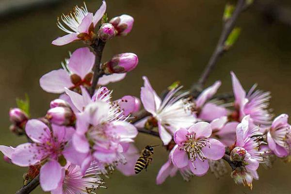 桃花什么时候开 桃花花期是几月(什么季节)
