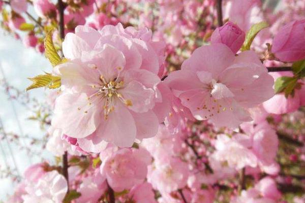 桃花什么时候开 桃花花期是几月(什么季节)
