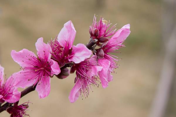 桃花什么时候开 桃花花期是几月(什么季节)