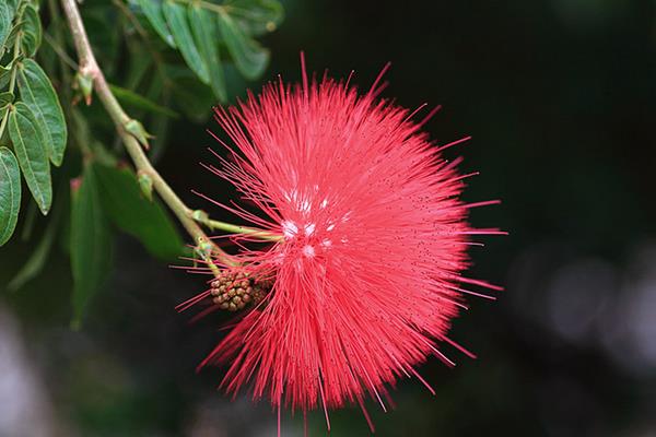 朱缨花图片大全 朱缨花花语及寓意
