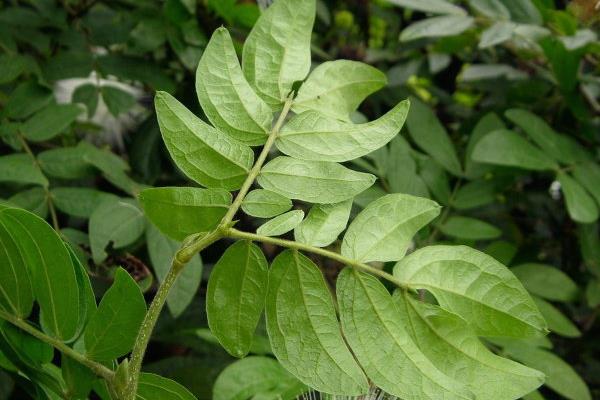朱缨花图片大全 朱缨花花语及寓意
