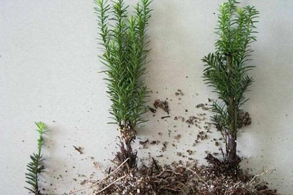 红豆杉市场价格多少钱一棵(10公分) 红豆杉的养殖方法