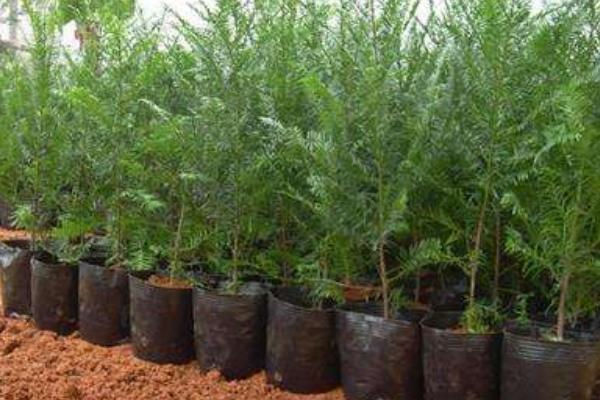 红豆杉市场价格多少钱一棵(10公分) 红豆杉的养殖方法