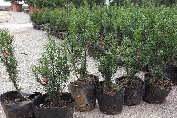 红豆杉市场价格多少钱一棵(10公分) 红豆杉的养殖方法