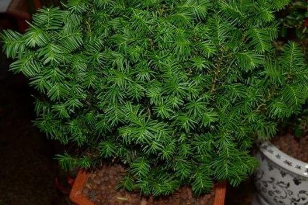 红豆杉市场价格多少钱一棵(10公分) 红豆杉的养殖方法