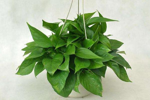 光棍树有毒吗 光棍树能放在室内卧室吗