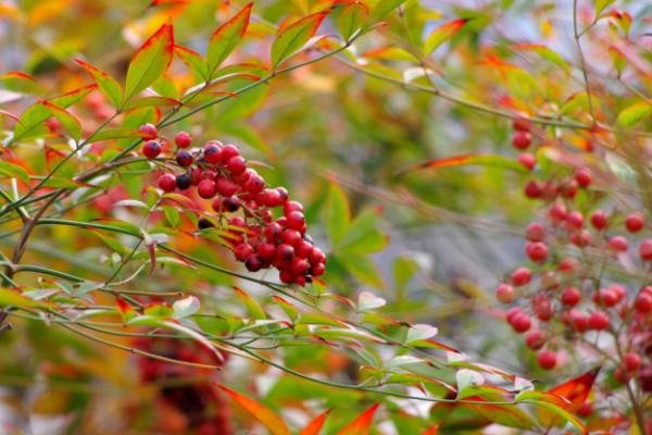 南天竹盆景怎么修剪枝叶造型好看 南天竹怎么浇水