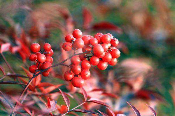 南天竹盆景怎么修剪枝叶造型好看 南天竹怎么浇水