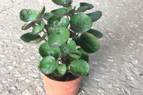 金钱兜叶子变黄怎么办 金钱兜掉叶子的原因及解决方法