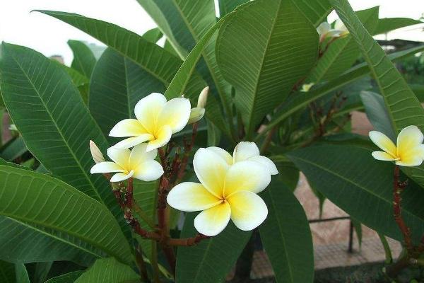 鸡蛋花什么时候开花(什么季节、几月) 鸡蛋花的花语