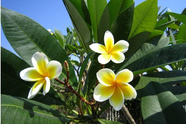 鸡蛋花什么时候开花(什么季节、几月) 鸡蛋花的花语