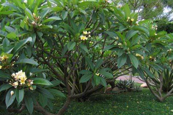 鸡蛋花什么时候开花(什么季节、几月) 鸡蛋花的花语
