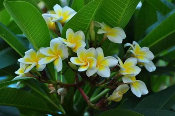 鸡蛋花什么时候开花(什么季节、几月) 鸡蛋花的花语