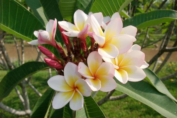 鸡蛋花什么时候开花(什么季节、几月) 鸡蛋花的花语